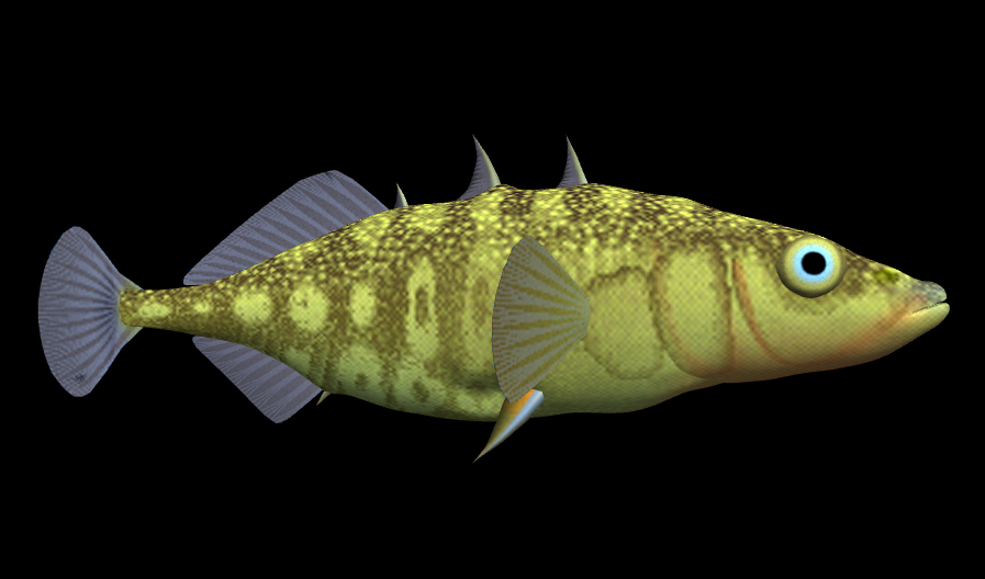 Fish with Texture